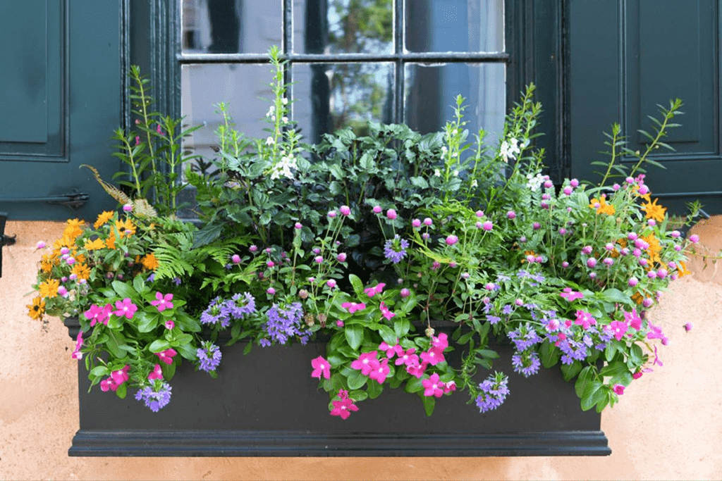 Flower Box Perennials